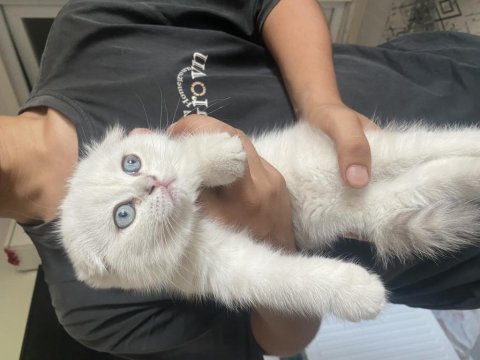 2 buçuk aylık yavru scottish fold kedim badem