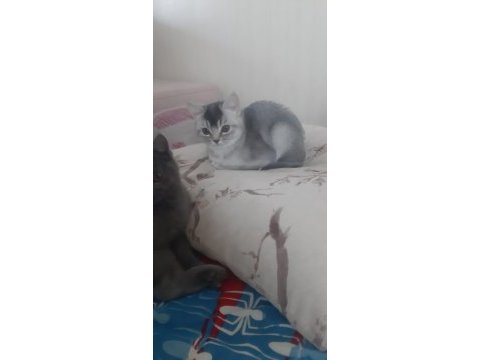 3.5 aylık erkek british shorthair