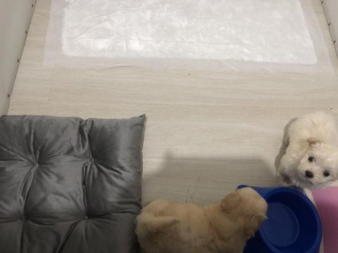 Maltipoo ve maltese