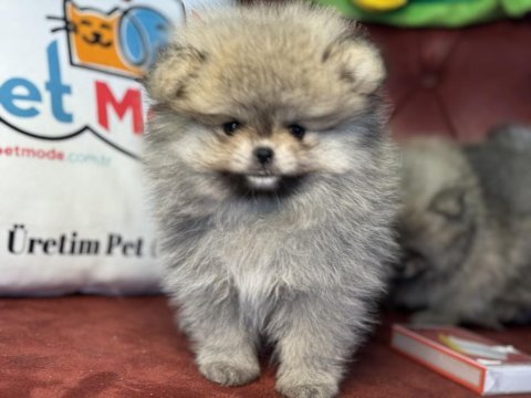 Wc eğitimli tea cup pomeranian yavrularımız