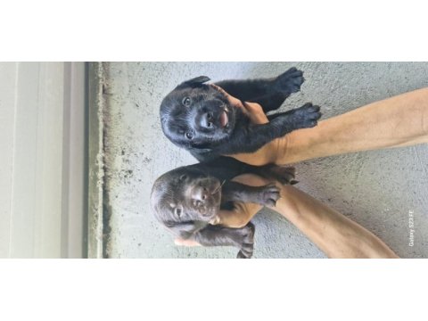 Labrador retriever