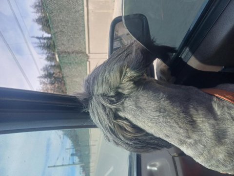 Terrier köpeği