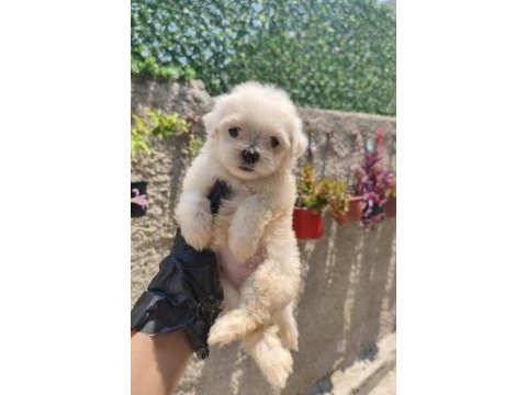 Kore maltese yavrular
