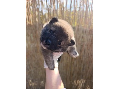 Shiba ınu, nadir, safkan,asil