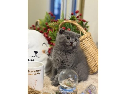 Dişi scottish fold bebeklerimiz