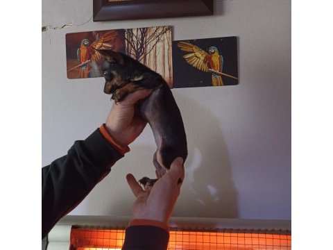 0 numara dişi pinscher çok ufak olacak