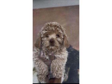 Özel maltipoo yavruları