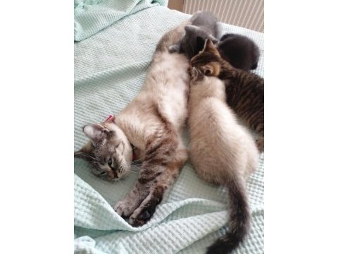 British shorthair bebekler
