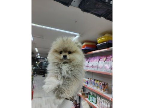 Yeni yuvalarına gitmeye hazır pomeranian