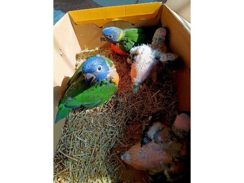 Lori papağanı bebekler