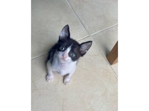 Kedi sevgimiz