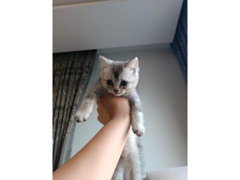 Yakışıklı mı yakışıklı british shorthair bebişlere yuva