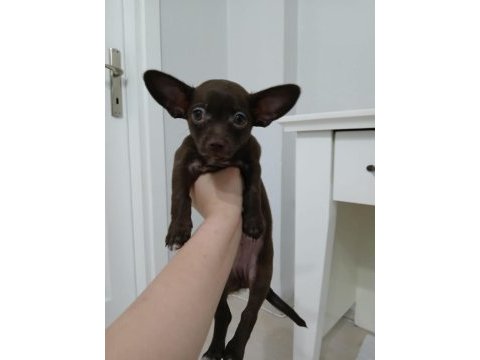 Çikolata chihuahua