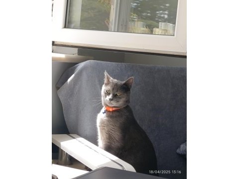 1 yaşında british shorthair