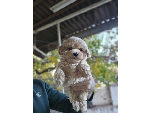 Bizimle tanışmadan karar vermeyin maltipoo