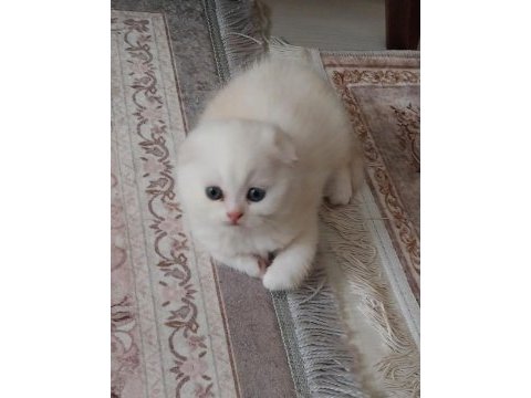 Scottish fold yavrumuz