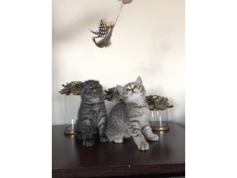 Scottish fold yavrularımıza yuva arıyoruz