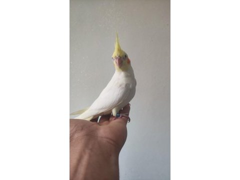 Eğitmelik iki aylık bebek lutino sultan papağanı
