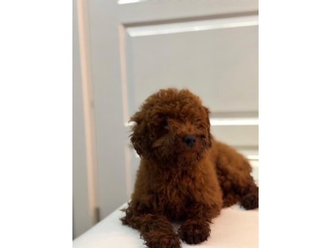 6 aylık erkek poodle