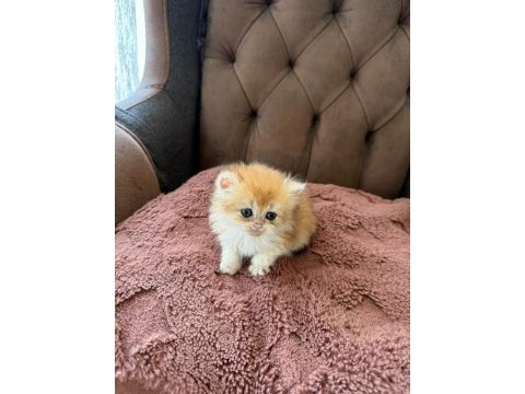 British longhair kedisi