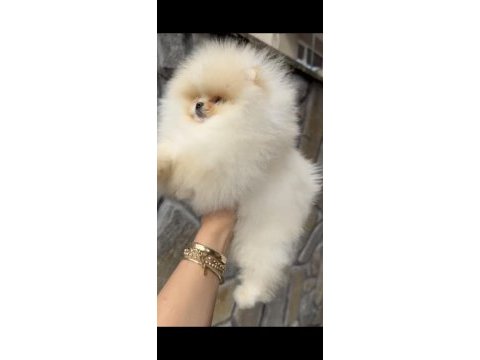 Muhteşem kalite orijinal ırk pomeranian boo dişi