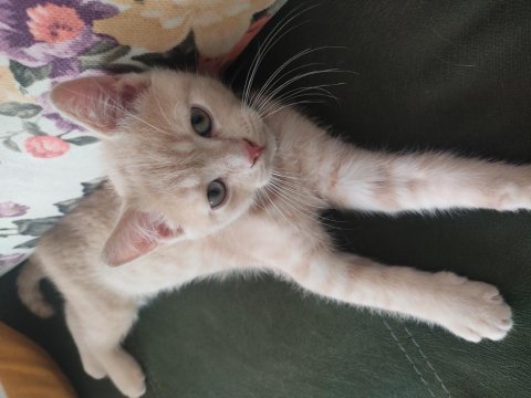 British shorthair aslan parçası yeni yuvasını arıyor