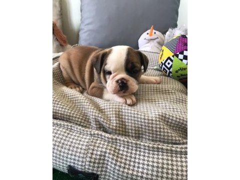 Petmode köpek çiftliğinden englis bulldog