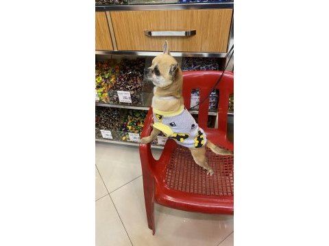 Chihuahua tüm aşıları tam full oyuncu