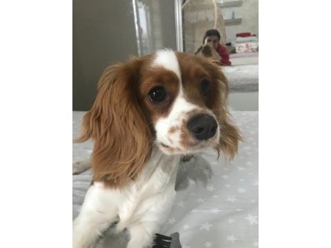 6 aylık cavalier king charles