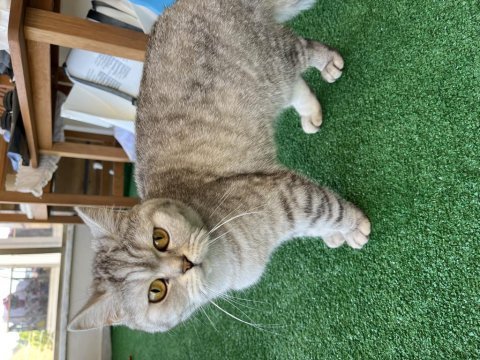 Sağlık sebebi ile british shorthair