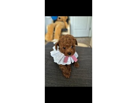 5 buçuk aylık kore dişi poodle