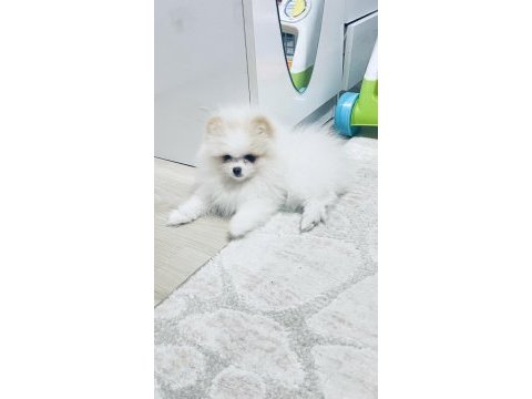 Pomeranian boo köpeğimiz