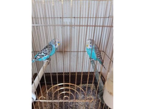 2 tane erkek yavru muhabbet kuşu