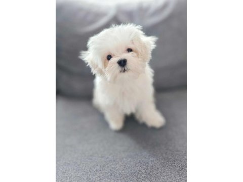 Maltese terrier yavru aşıları tam harika yavrular