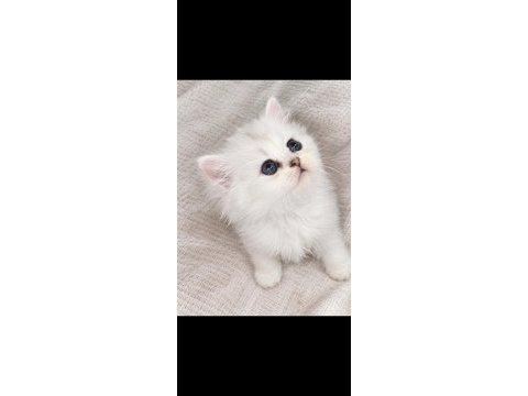 British longhair sağlıklı yavru