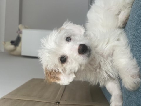 Güzel terrier kızıma yuva arıyorum