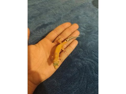Yavru leopard geckolar