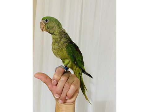 Son bebek alexander el besleme büyüyor