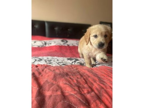 2 aylık golden retriever yavru temız bakılmış