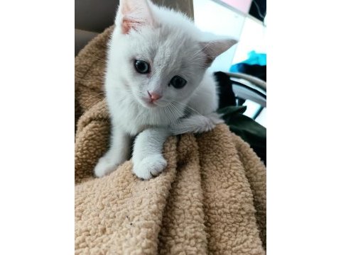 2 aylık british shorthair odd eyes