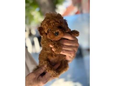 Sağlık ve ırk garantili toy poodle