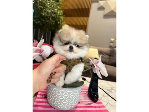 Yakışıklı pomeranian oğlum boss