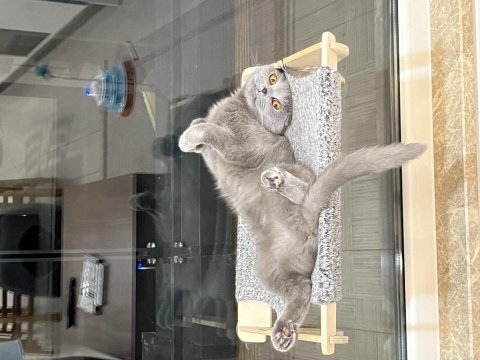 Scottish fold mila için yeni bir yuva arıyorum
