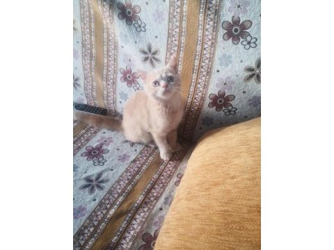 Erkek uysal eğitimleri var british shorthair