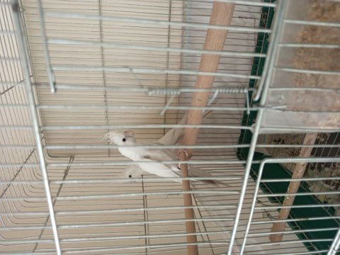 Albino sultan papağanı