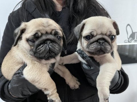 Üst kalite pug mops bebeler