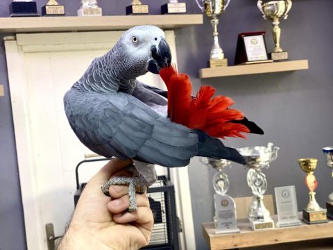 Jumbo boy sağlıklı 200 kelime konuşan jako papağanı