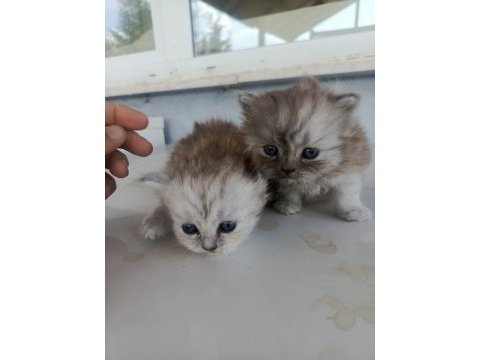 Cici ve asıl british yavrular
