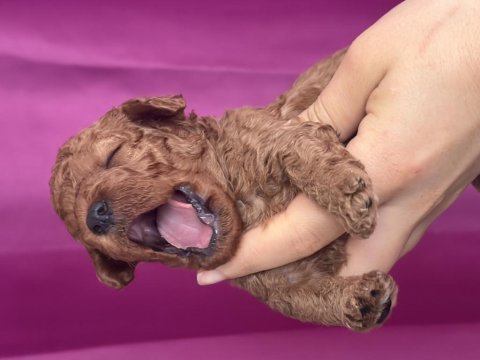 Poodle bebeklerimiz