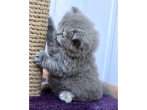Scottish fold british siyam yavru çeşitler mevcuttur